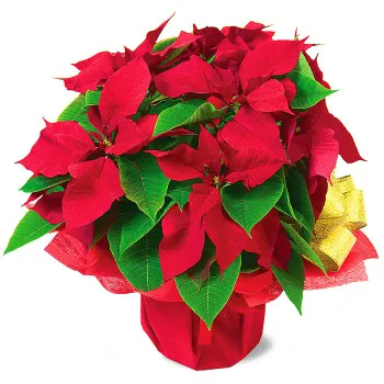 Poinsettia
