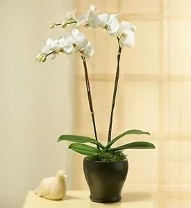 Orchidea w doniczce