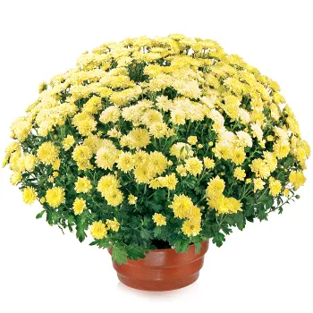 Flowerpot chrysanthemum