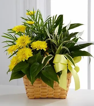 C27-4527 Loving Light™ Dishgarden
