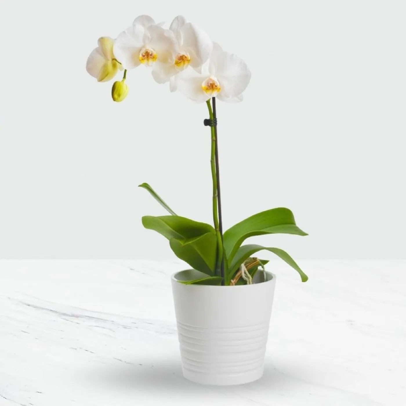 Orchidea Phalaenopsis W Doniczce