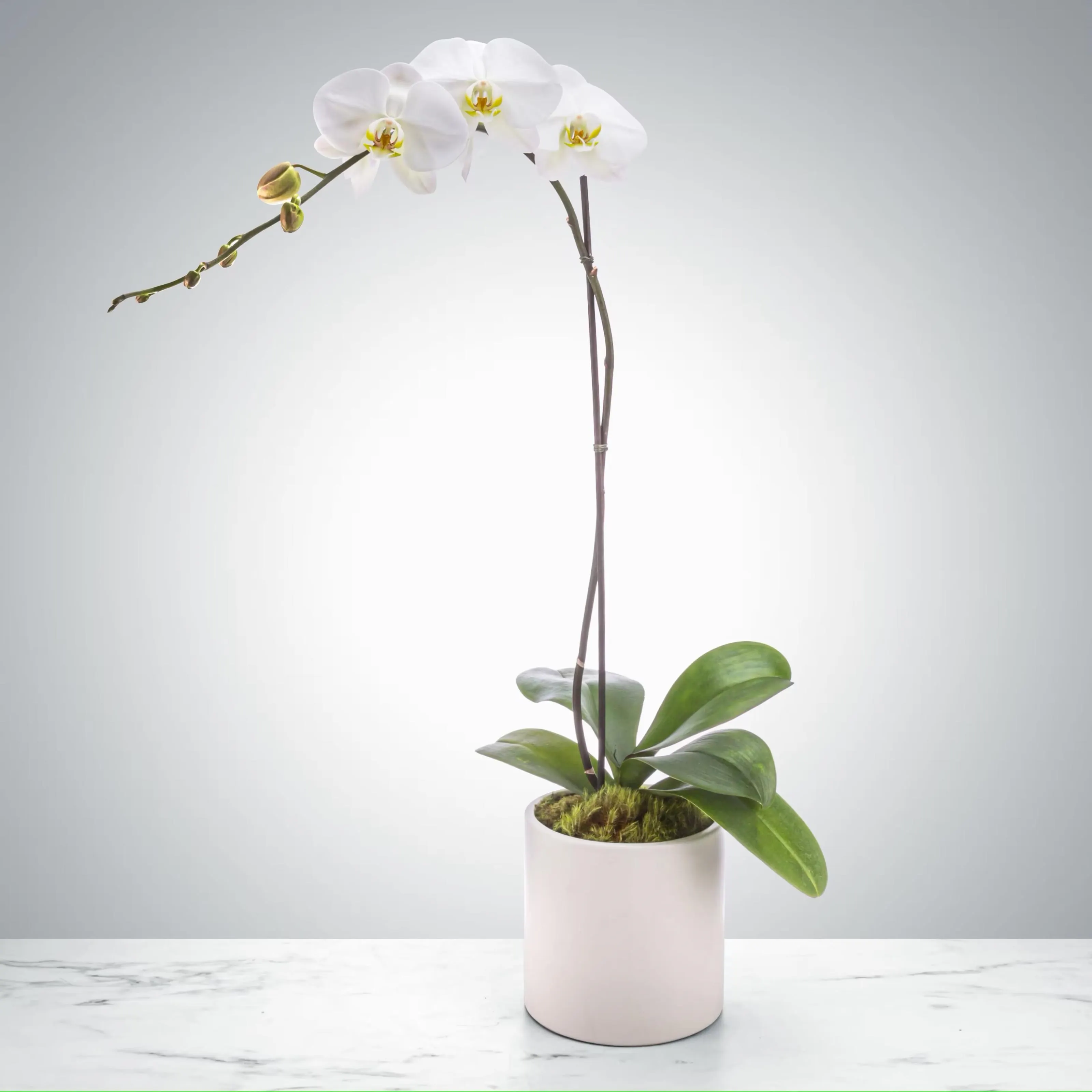 White Orchid