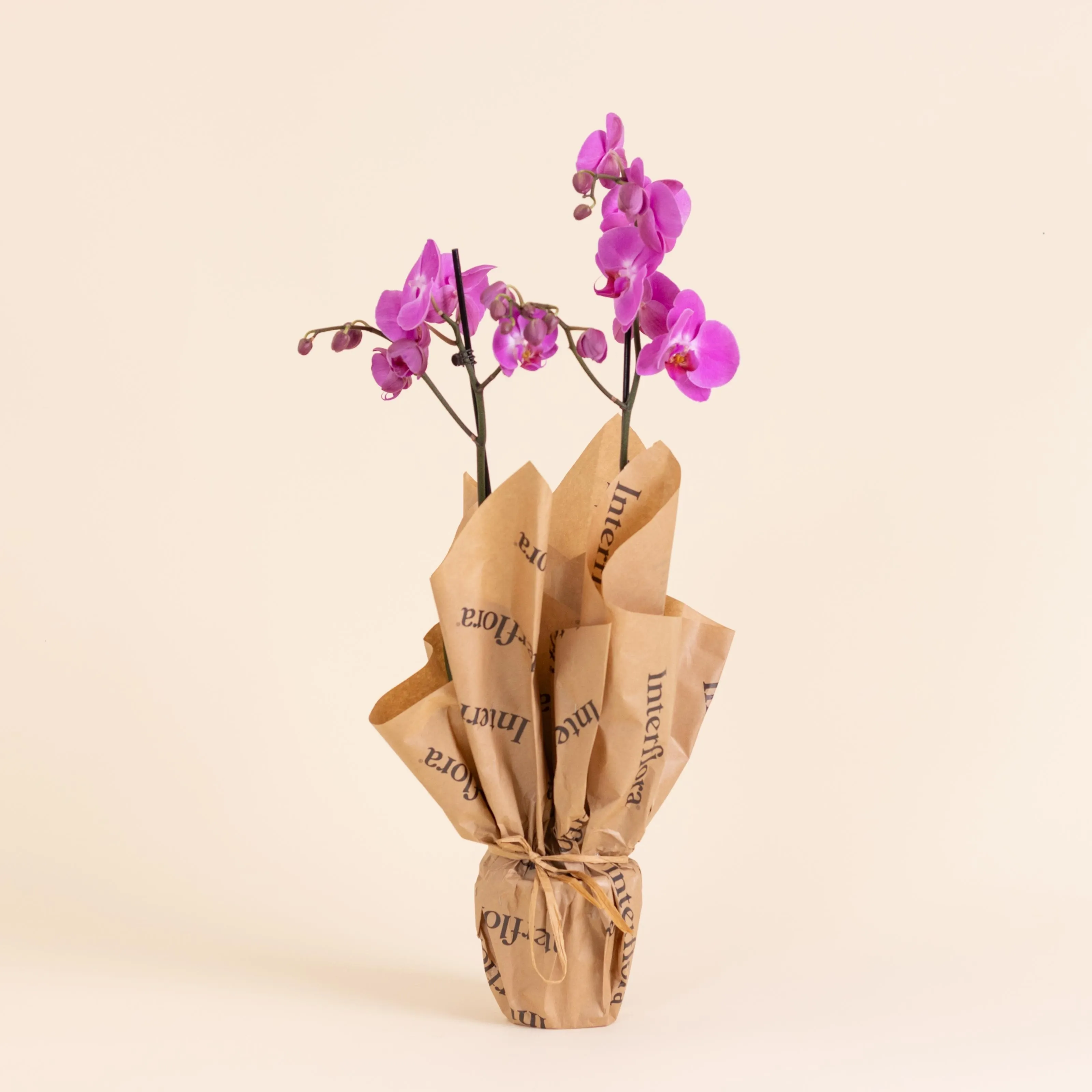 Pink Orchid - Premium Orchid Plant