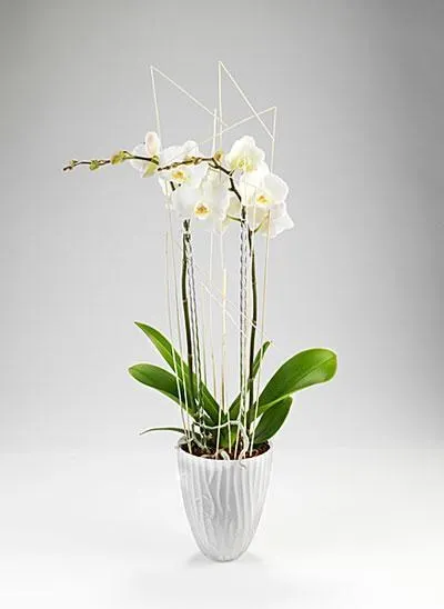Orchidea