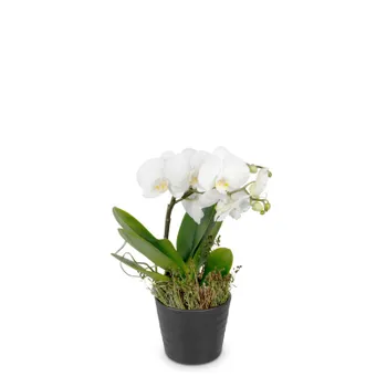 White Dream (orchidea)