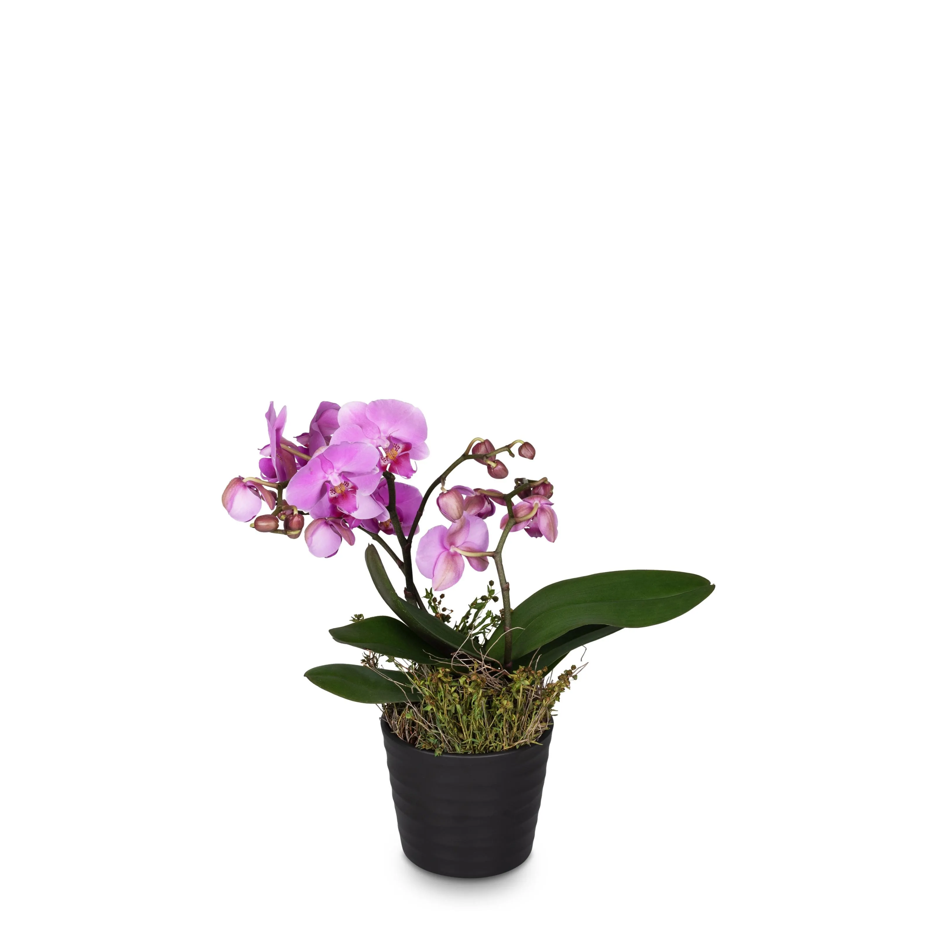 Pink Dream (orchid)