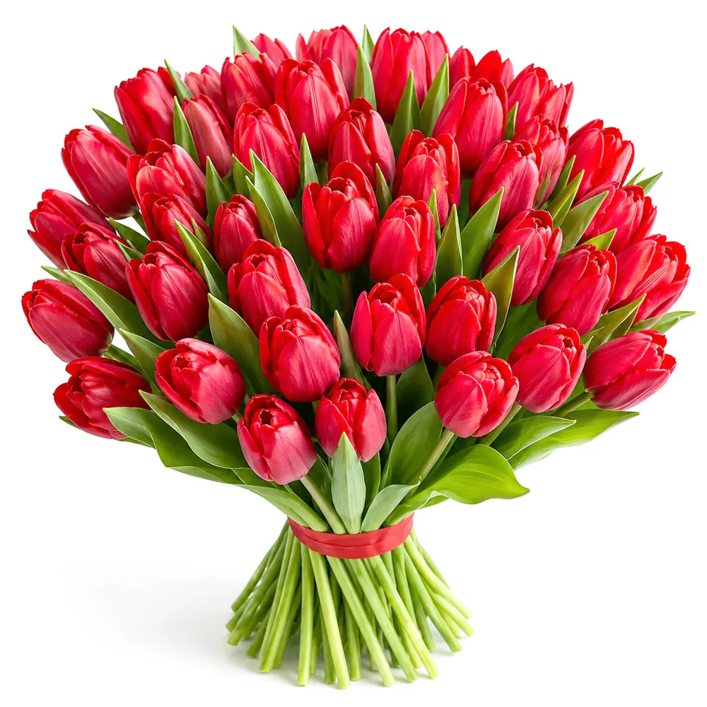 Red tulips 12-100 pcs.