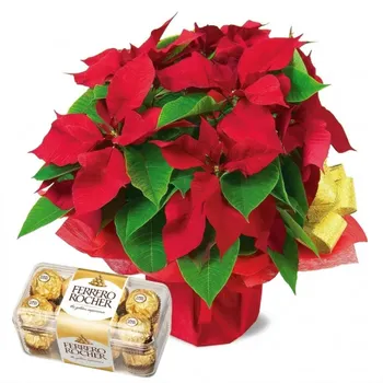Gwiazda Betlejemska z Ferrero