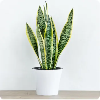Sanseveria