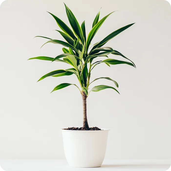 Dracena