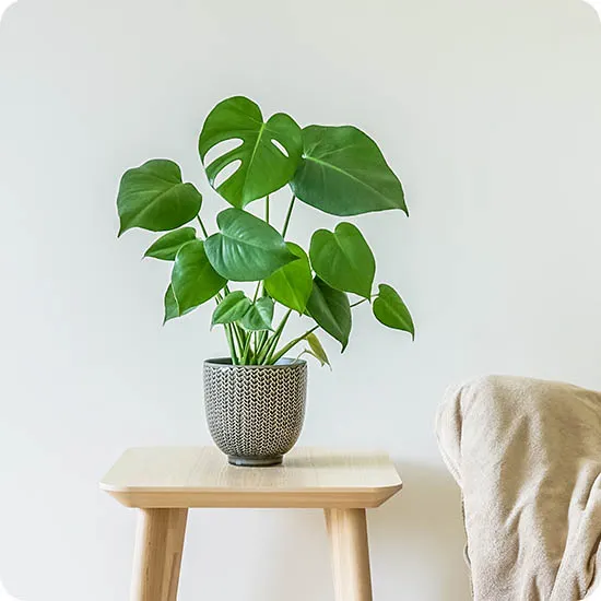 Monstera
