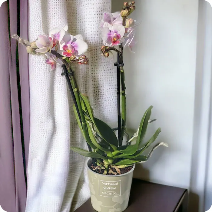 Mini two-stem orchid 