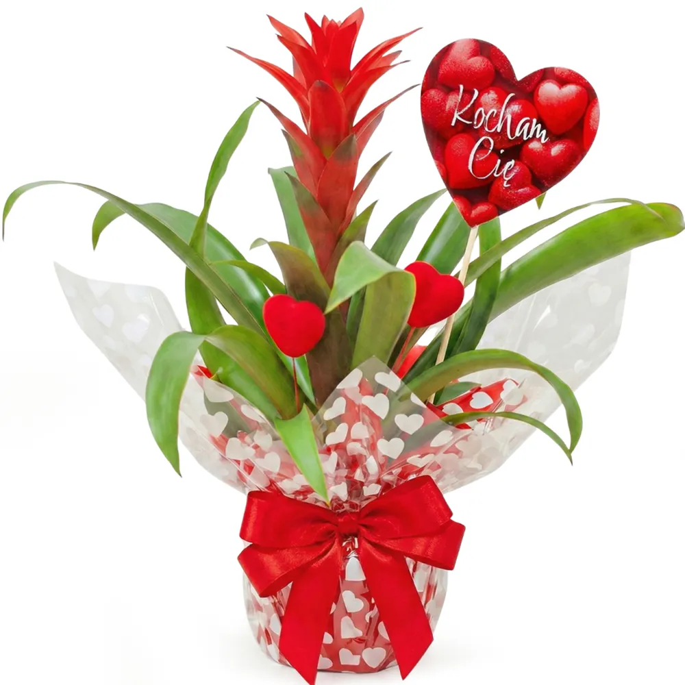 Miłosna Guzmania