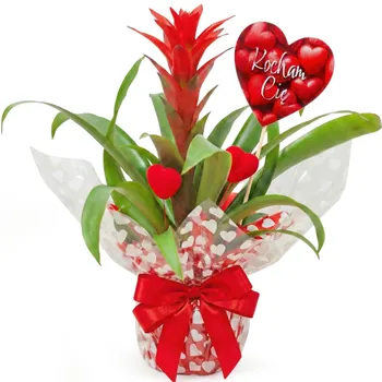 Love Guzmania