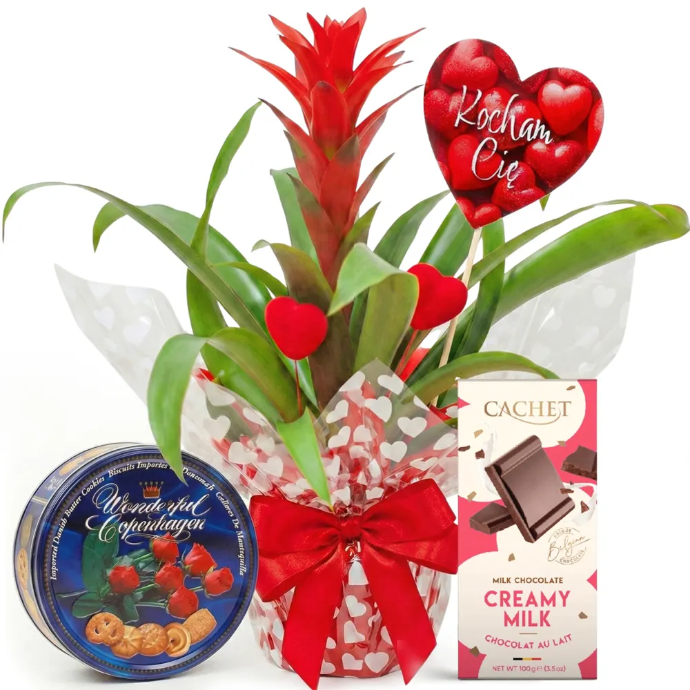 Loving Guzmania with treats