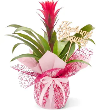 Guzmania for Mother's Day