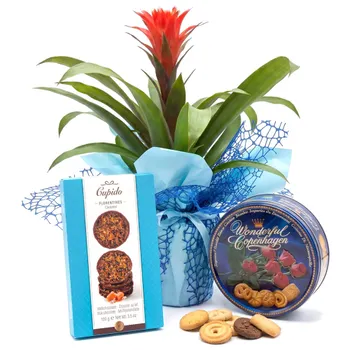 Guzmania for Mother's Day with treats