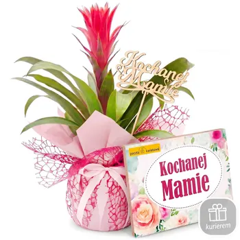 Mother's Day Guzmania with a box of chocolates