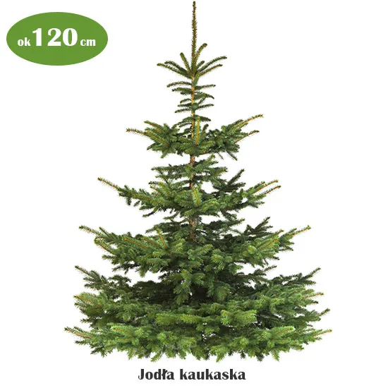 Christmas tree without decoration