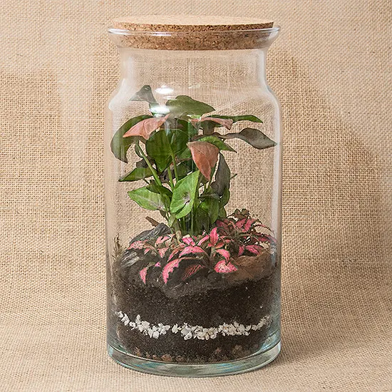 Forest in a DIY jar - Jungle