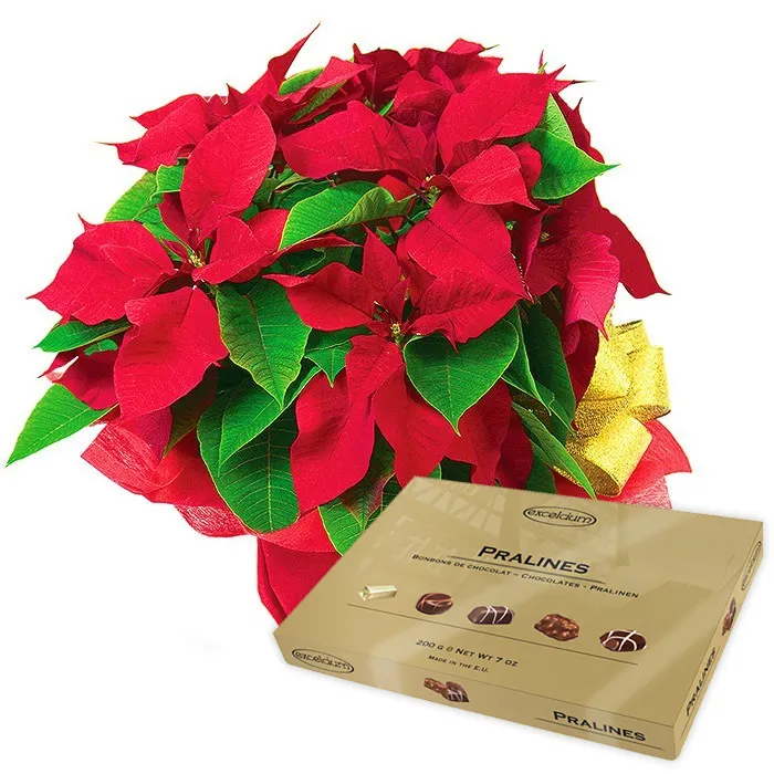 A sweet Christmas