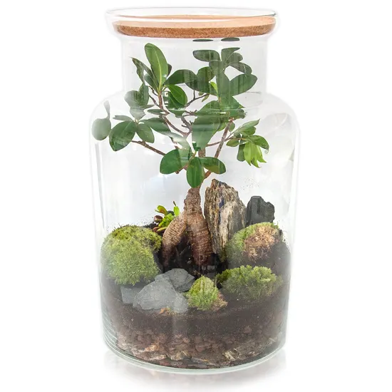 Las w słoiku - Bonsai