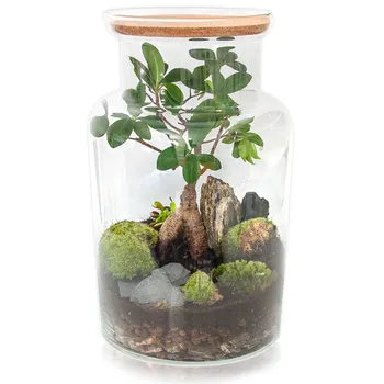 Las w słoiku - Bonsai