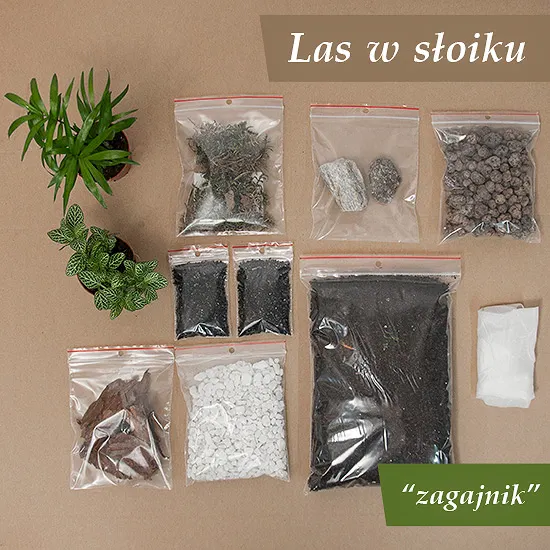 las_w_sloiku_dyi_zagajnik_2.jpg