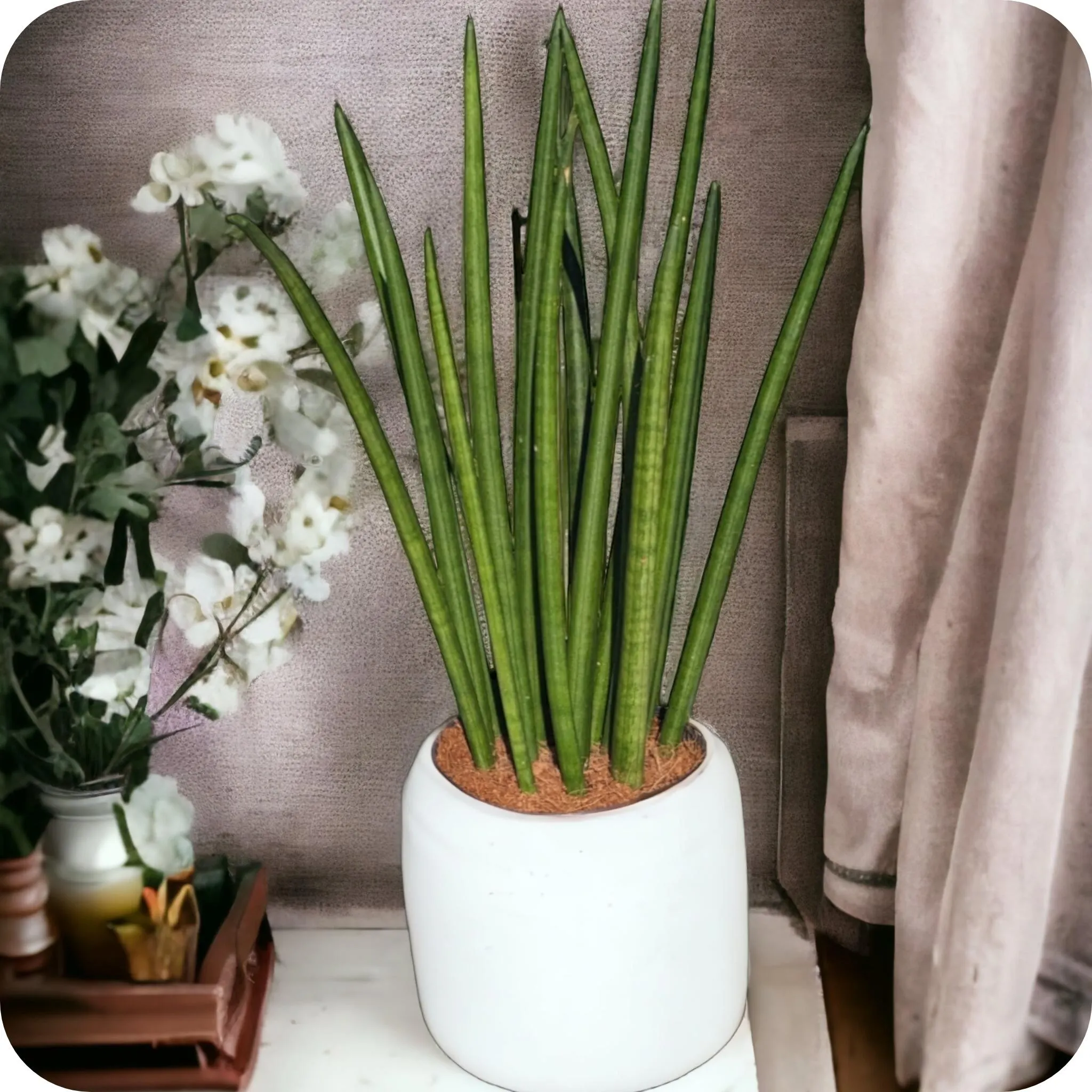 Sanseveria - cylindrica