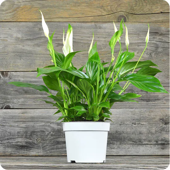 Peace Lily 