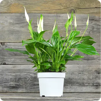 Peace Lily